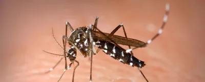 Какие опасные комары обитают в России: ответ эксперта