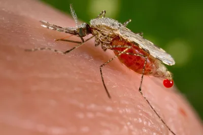 Стало известно, каких людей чаще всего кусают комары - Газета.Ru | Новости