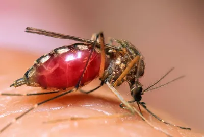 Как выглядит комар под микроскопом? | Статьи на сайте Познавая Мир