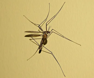 A mosquito that is sitting on a wall. Komarzyca komar mosquito. - PICRYL -  Public Domain Media Search Engine Public Domain Search