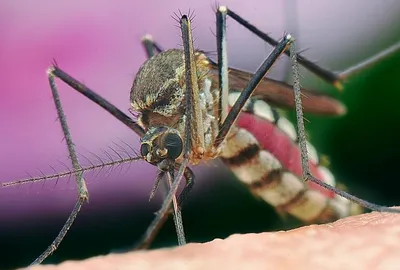 Тигровый комар - Лечение и профилактика чумы -