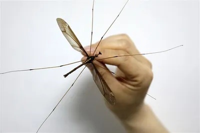 На Кипре обнаружен опасный комар по кличке Тигр - Новости Кипра