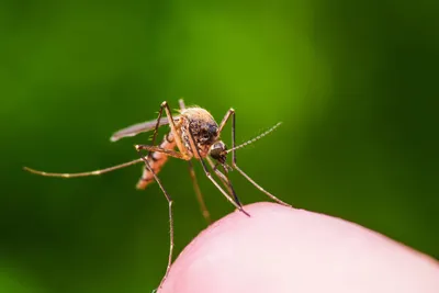 Какие смертельные заболевания переносят уральские комары - Российская газета