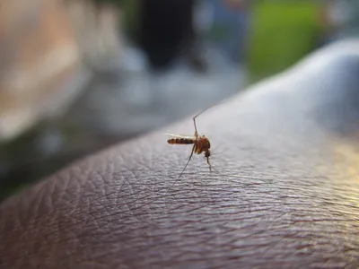 комар на коже сосет кровь Stock Photo | Adobe Stock