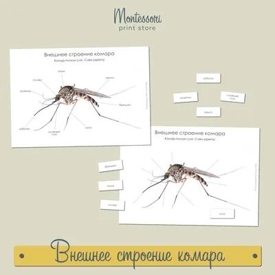 Не щадят людей: в Сибири из-за снежной зимы быстро плодятся комары -  «Экология России»
