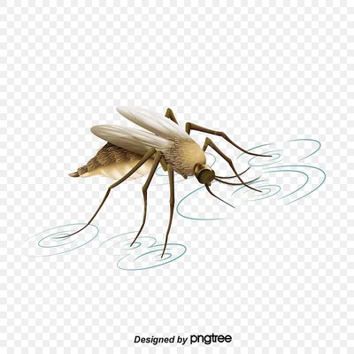 Из воды на сушу: комары как транспортировщики микропластика