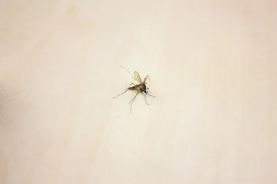 Комары На Белом Фоне — стоковая векторная графика и другие изображения на  тему Комар - Комар, Малярийный комар, Векторная графика - iStock