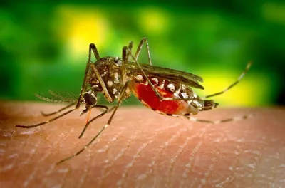 комар PNG , москитный клипарт, комар PNG , насекомое PNG картинки и пнг PSD  рисунок для бесплатной загрузки