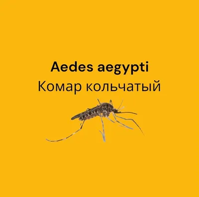 Комар Aedes Сосет Кровь На Коже Человека — стоковые фотографии и другие  картинки Комар - Комар, Лихорадка денге, Малярия - iStock