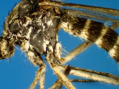Макро-фотография комара профиля в доме Стоковое Фото - изображение  насчитывающей макрос, биохимии: 164565928