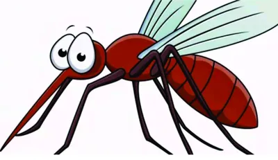Когда пропадают комары в Украине: дата окончания сезона комаров