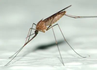 Самый опасный комар в мире. | ТОП | Дзен