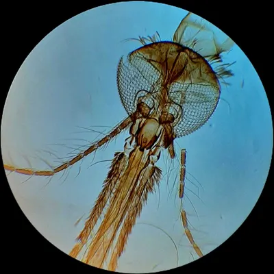Комар кольчатый/Culiseta annulata | Аломия | Дзен