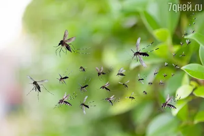 Комар обыкновенный (Culex pipiens) - Picture Insect