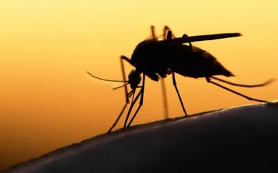 Комар под микроскопом | Пикабу