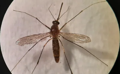 В Финляндии выявили комаров — носителей лихорадки Западного Нила — РБК