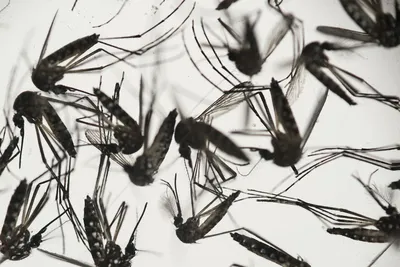 Гигантский комар-монстр испугал ученых: фото - ЗНАЙ ЮА