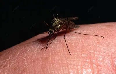 Как обыкновенный комар помог Америке обрести независимость (Smithsonian,  США) | 07.10.2022, ИноСМИ