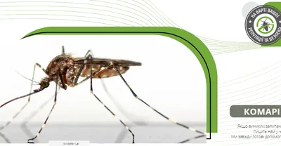 В 260 км от Таллина обнаружены комары-переносчики лихорадки Западного Нила  | Nasha