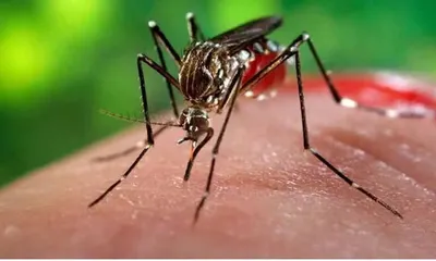 комар сосет кровь насекомое макрос Фото Фон И картинка для бесплатной  загрузки - Pngtree