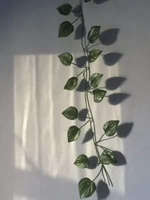 Лианы, Комнатные растения/ Plante de camera, cataratoare