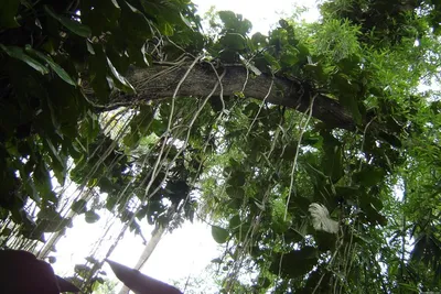 Купить 30/50 см палка для восхождения на растения кокосового мха палка  кокосового мха пальмовые лозы палка поддержка растений расширение  восхождение комнатные растения лианы | Joom