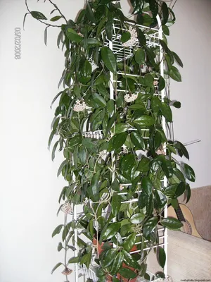 7 неприхотливых лиан, или Мои самые неубиваемые комнатные растения | Large  indoor plants, Hanging plants indoor, Hanging plants