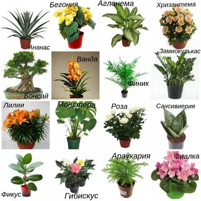 Комнатные растения картинки фотографии