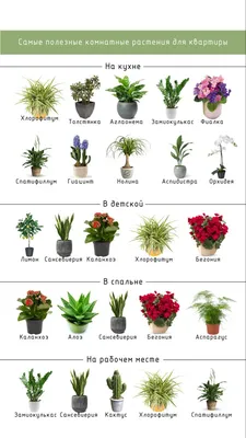 Самые полезные комнатные растения для квартиры | Комнатные травы, Сад на  балконе квартиры, Сад на балконе