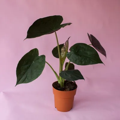 Джунгли в квартире: 4 причины завести домашние растения