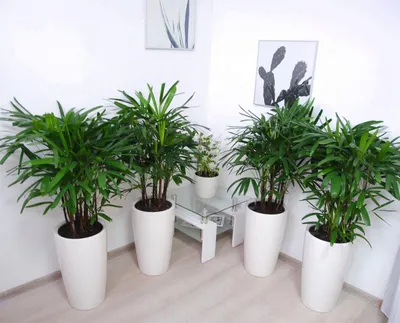 Туймазинка выращивает комнатные растения и создает их копии из бисера