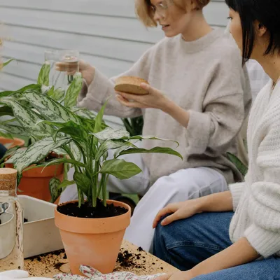 5 комнатных растений, которые приносят несчастья и болезни - Today.ua