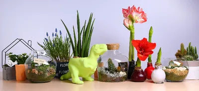 Купить комнатные растения для дома и офиса: домашние цветы