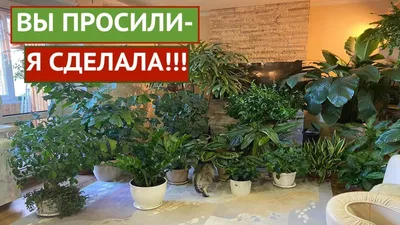 Декоративно-лиственные комнатные растения купить в Минске | koshikshop.by