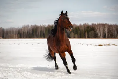 Легенда о \"небесных конях\" Китая. Какие чудо-кони были у монголо-татар? |  Восточный Ветер | Дзен