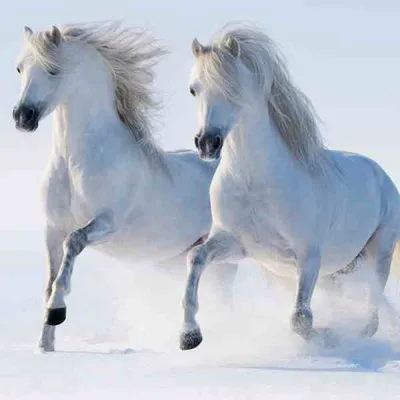 Почти дикие кони Кавказа — Сообщество «Драйвер-Путешественник» на DRIVE2