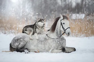 Лошади, лошадки, кони (ID#1815591276), цена: 283.50 ₴, купить на Prom.ua