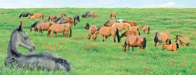 Хобби семьи кони Маунтин стоковое фото. изображение насчитывающей лошадь -  163959402