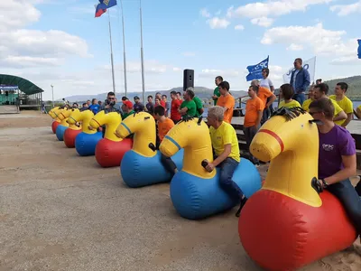 Стало известно, почему кони спят стоя - новости Израиля и мира