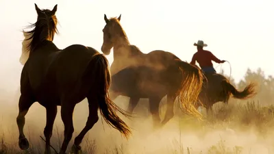 Обои лошади, кони, забота, пара, поле, трава, нежность, тень картинки на рабочий  стол, фото скачать бесплатно