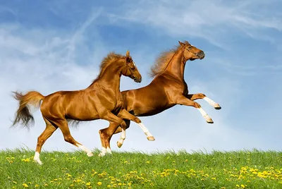 Картинки лошади, люди, животные, Кони, человек - обои 1920x1080, картинка  №12739