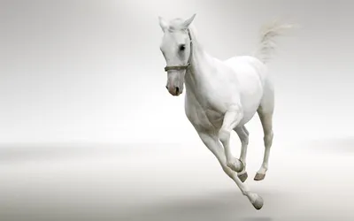 Обои лошадь, поле, кони, раздел Животные, размер 2560x1703 - скачать  бесплатно картинку на рабочий стол и телефон