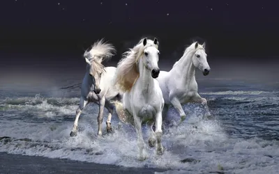Белый конь на лугу-ОБОИ- на рабочий стол-Животные и птицы бесплатно
