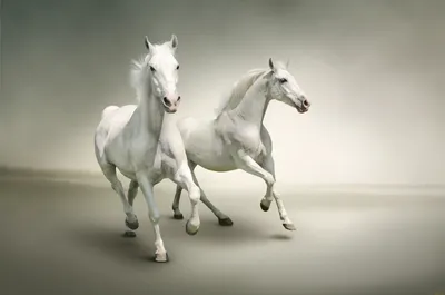 Обои на рабочий стол Три лошади на воде, by TheCallyBear, обои для рабочего  стола, скачать обои, обои бесплатно
