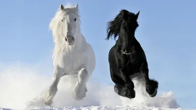 Обои лошади, кони, слоны, скачать качественные обои животные 1920x1080  высокого качества