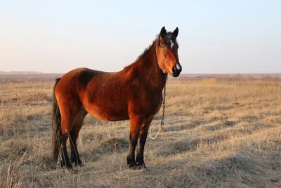 Лошадь Конь Животных - Бесплатное фото на Pixabay - Pixabay