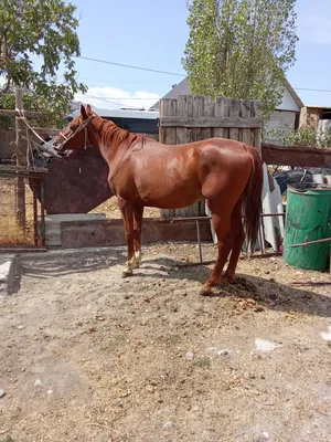 Гигантская лошадь: Конь размером с бизона. Никакая современная лошадь не  сравнится с этим видом по габаритам! | Пикабу