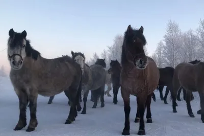 Картина маслом профессиональная живопись лошади лошадка кони лошадь купить  в интернет-магазине Ярмарка Мастеров по цене 48000 ₽ – PRY52BY | Картины,  Москва - доставка по России