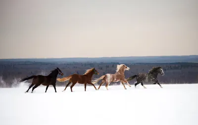 Фото с тегом «кони красивые лошади» — Russian Traveler