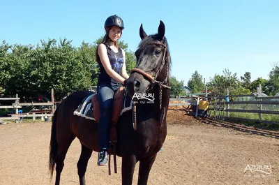 Конный спорт и прогулки на лошадях. | Фитнес блог Елены Арестовой | Дзен